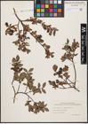 Foto von Salix aurita L. x Salix myrtilloides L.